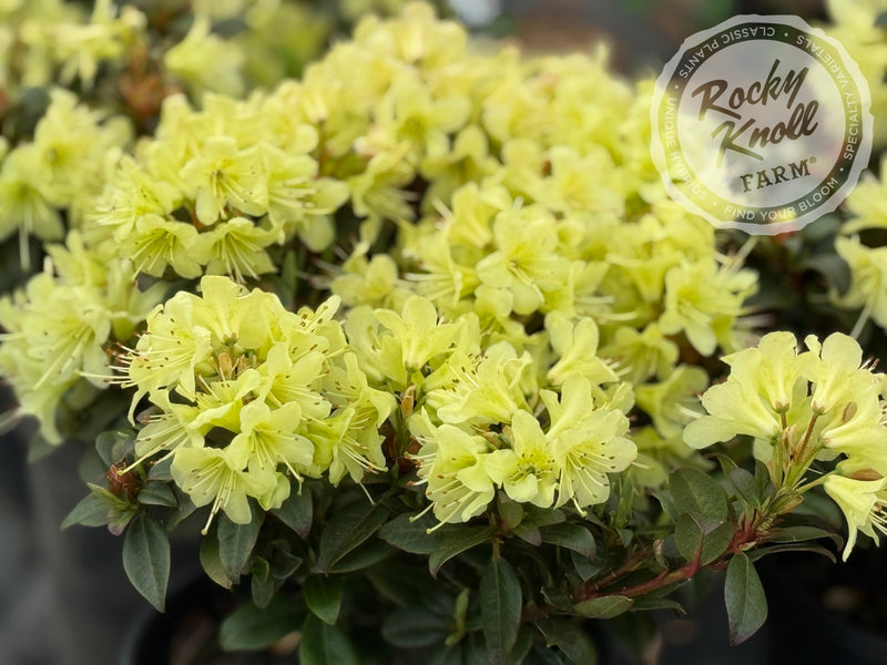 Princess Anne plant from Rocky Knoll Farm