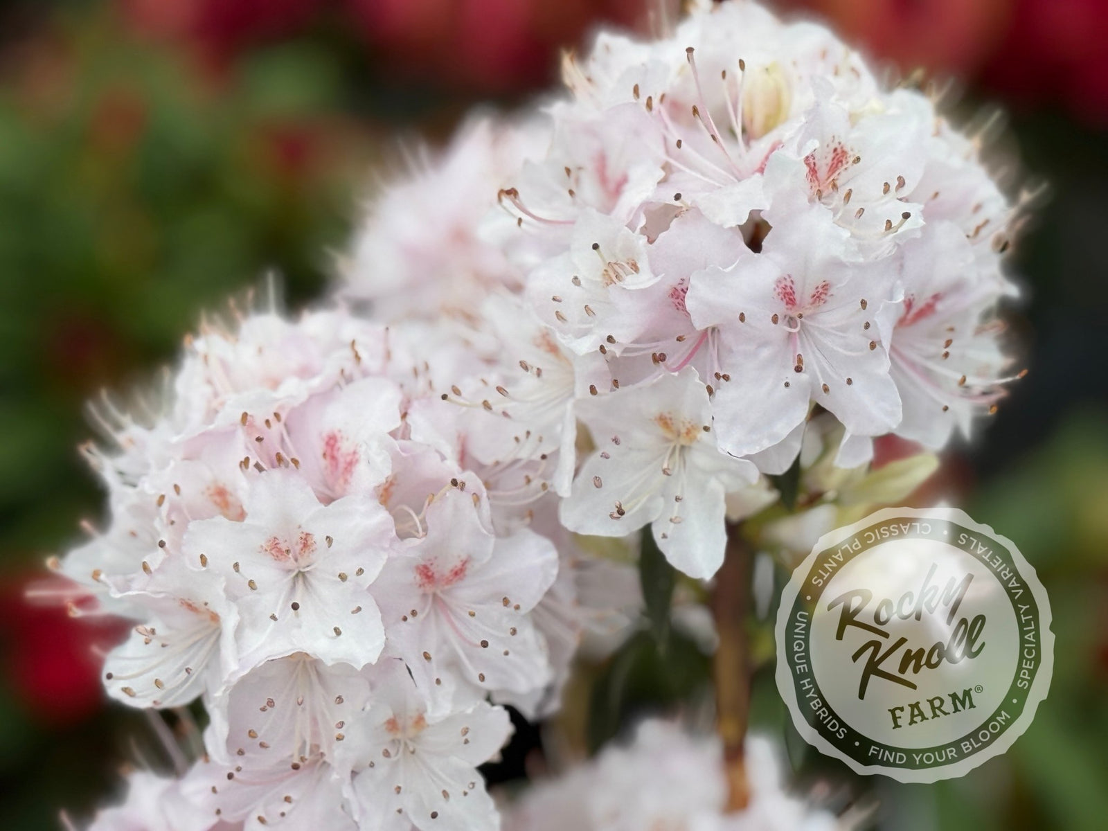 rhododendron davidsonianum R. davidsonianum