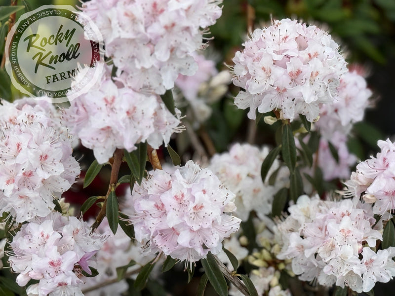 R. davidsonianum plant from Rocky Knoll Farm