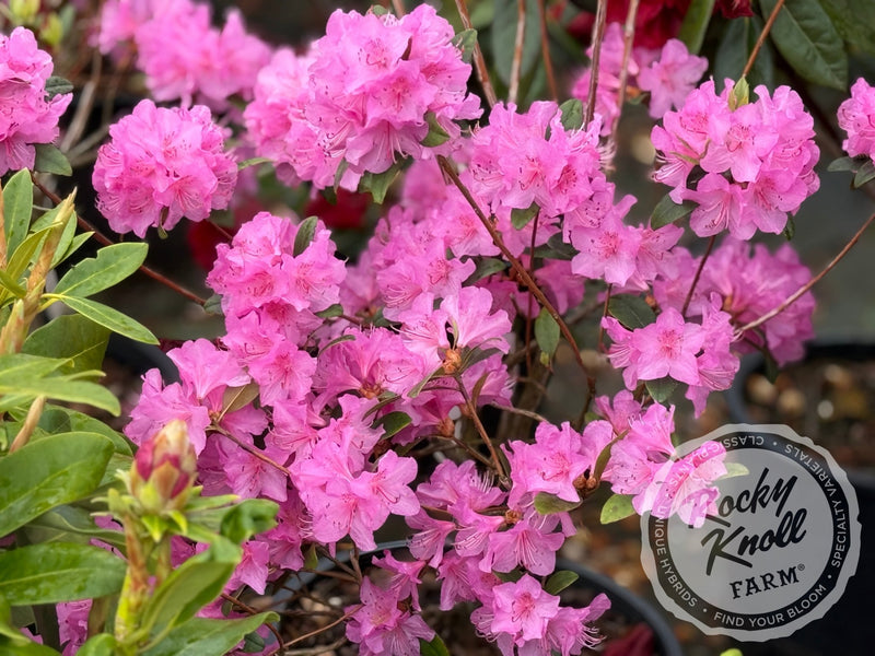 Aglo (Weston's Aglo) plant from Rocky Knoll Farm