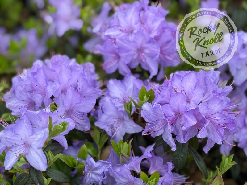 Blaney’s Blue plant from Rocky Knoll Farm