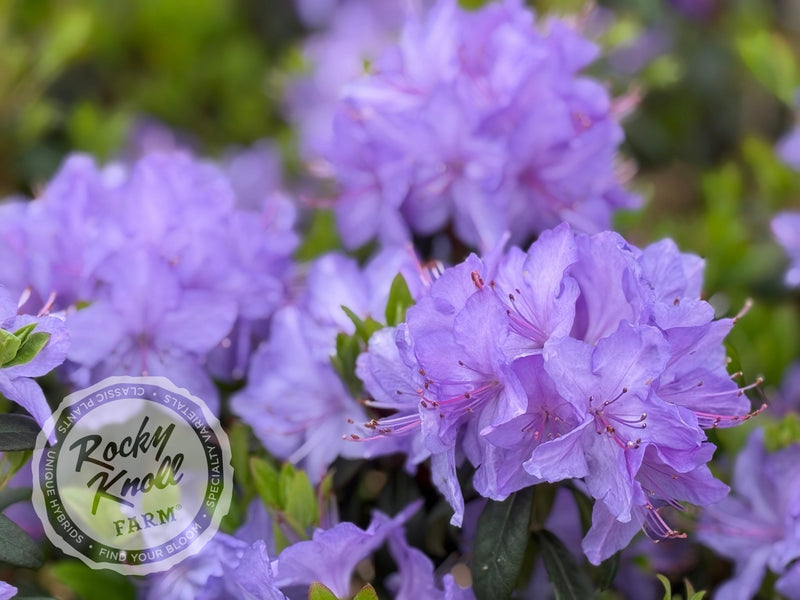 Blaney’s Blue plant from Rocky Knoll Farm