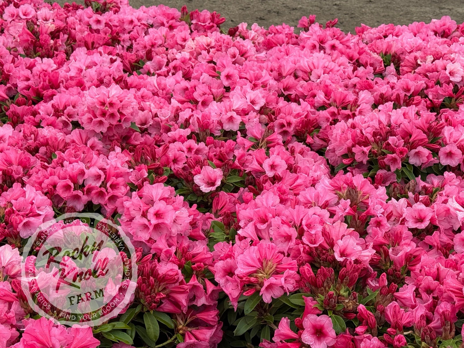rhododendron kiesbeet Kimbeth