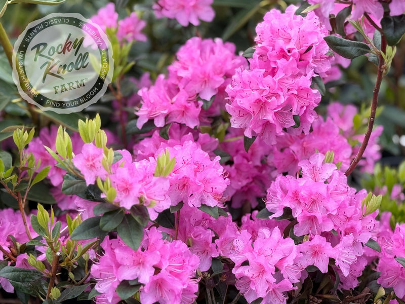 Aglo (Weston's Aglo) plant from Rocky Knoll Farm