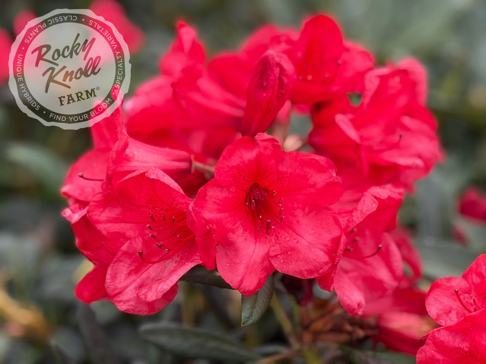 Elizabeth Red Foliage