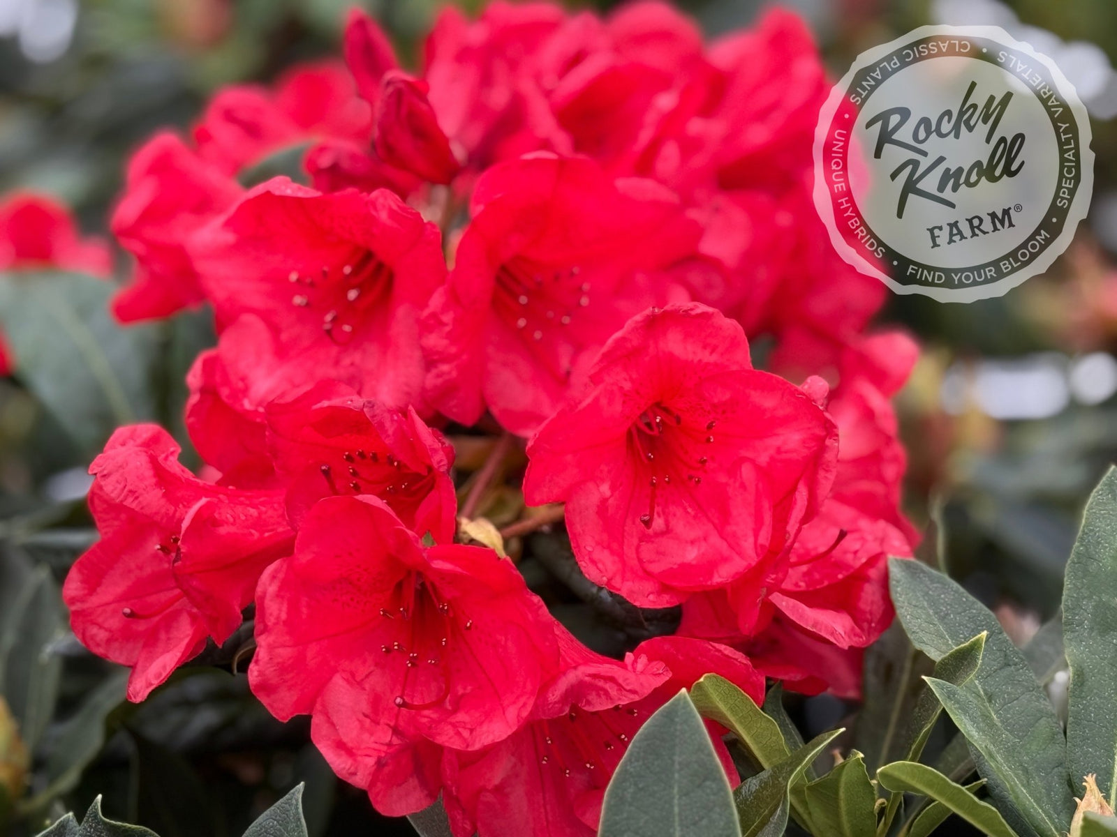 Elizabeth Red Foliage