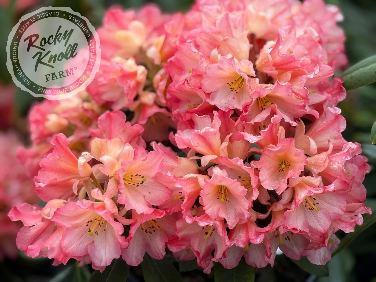rosier　ロジエ　サンタ Sierra Sunset - Rocky Knoll Farm