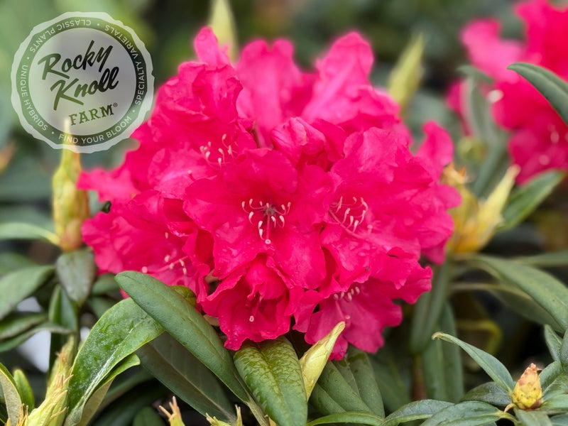 Helen Deehr plant from Rocky Knoll Farm