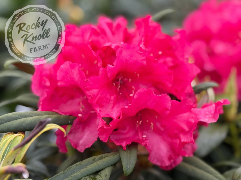 Helen Deehr plant from Rocky Knoll Farm