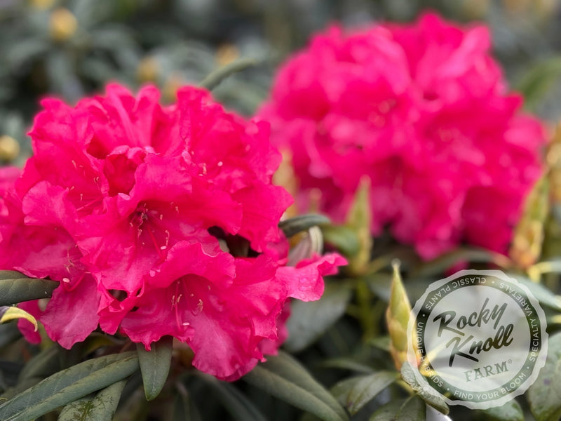 Helen Deehr plant from Rocky Knoll Farm