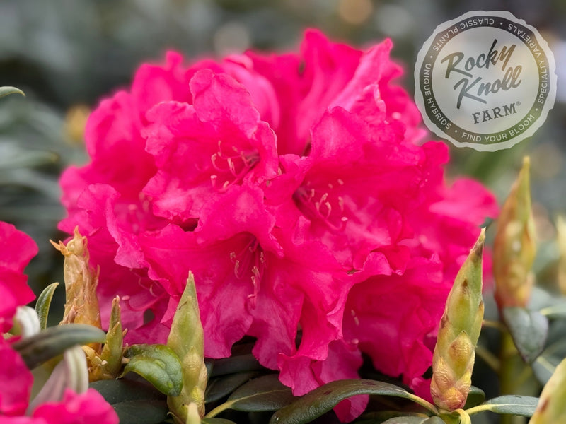 Helen Deehr plant from Rocky Knoll Farm