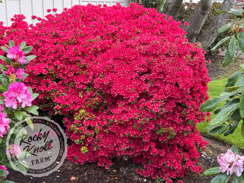 Hino Crimson plant from Rocky Knoll Farm