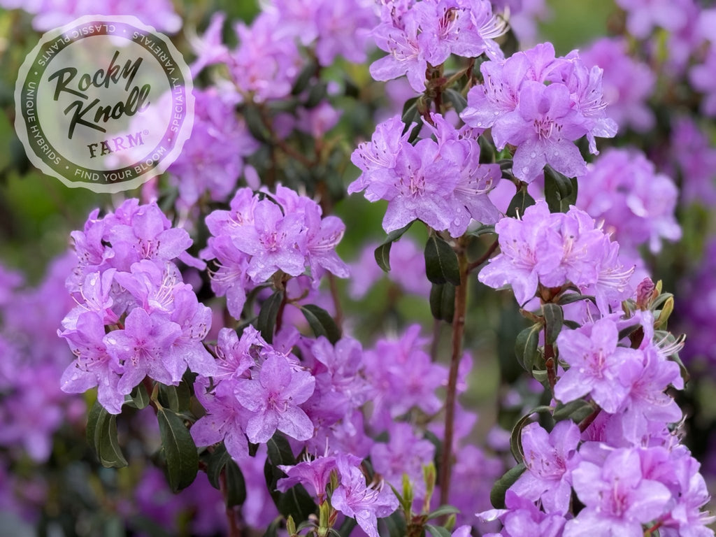 Rocky Knoll Farm Star Trek Rhododendron