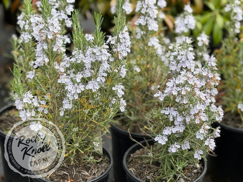 Arp Rosemary (Rosmarinus officinalis) plant from Rocky Knoll Farm