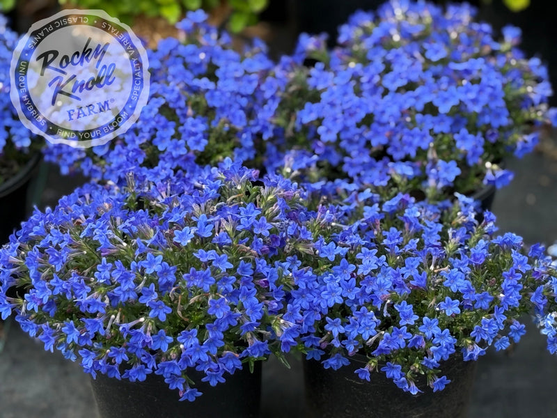 Lithodora diffusa - 'Grace Ward' (Gromwell) plant from Rocky Knoll Farm