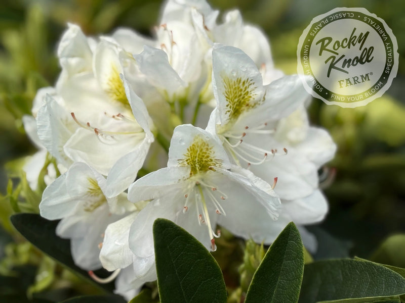 Belle Heller plant from Rocky Knoll Farm