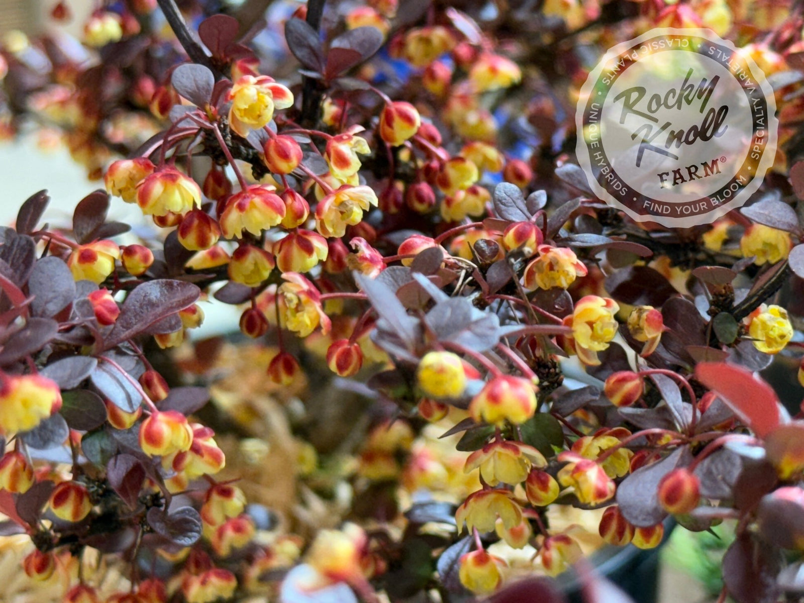 Berberis Crimson Pygmy Barberry - Rocky Knoll Farm