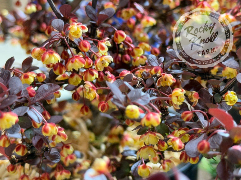 Berberis thunbergii 'Crimson Pygmy' Barberry plant from Rocky Knoll Farm