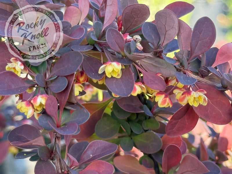 Berberis thunbergii f. atropururea 'Rose Glow' Barberry plant from Rocky Knoll Farm