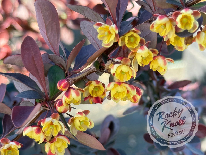 Berberis thunbergii f. atropururea 'Rose Glow' Barberry plant from Rocky Knoll Farm