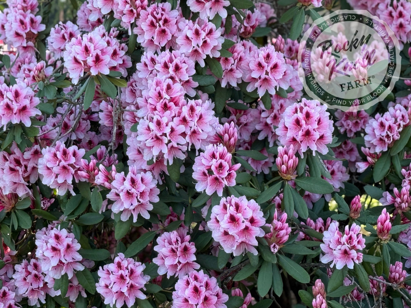 Mrs. G.W. Leak - Rocky Knoll Farm