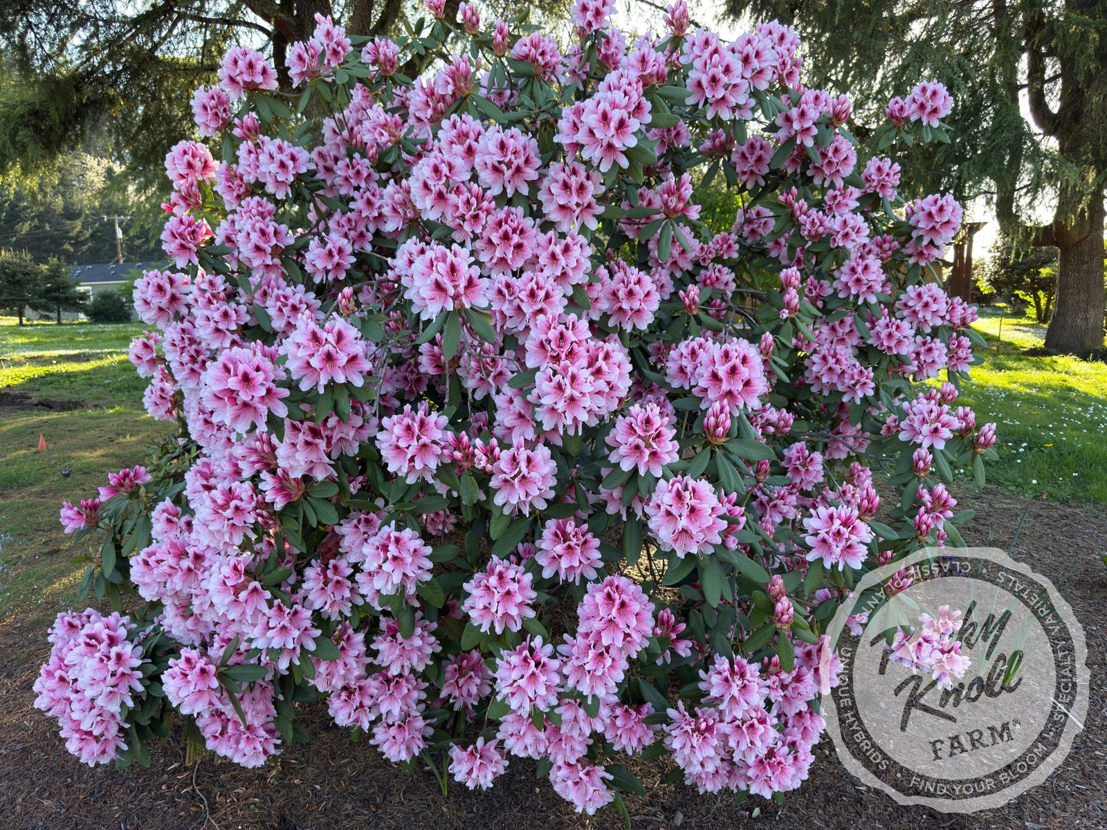 Mrs. G.W. Leak - Rocky Knoll Farm