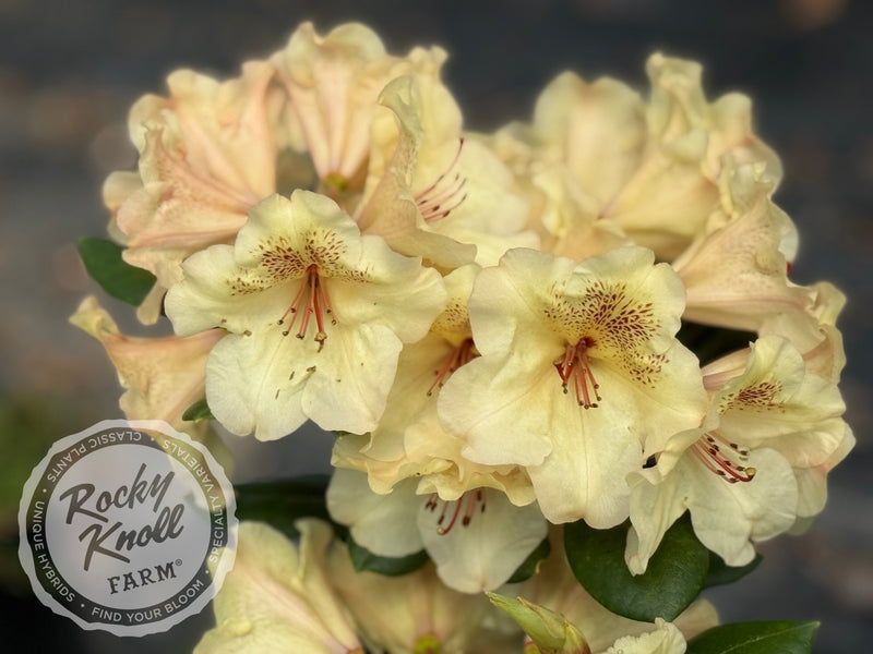 Viscy plant from Rocky Knoll Farm
