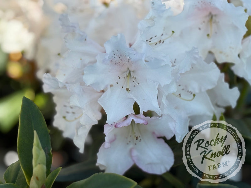 Loder's White plant from Rocky Knoll Farm