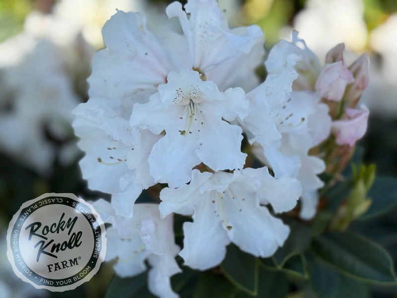 Loder's White plant from Rocky Knoll Farm