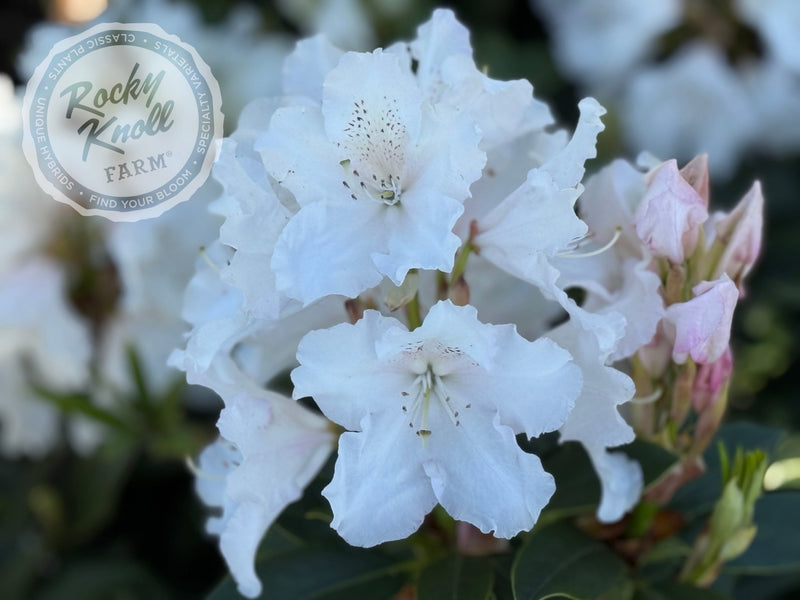 Loder's White plant from Rocky Knoll Farm