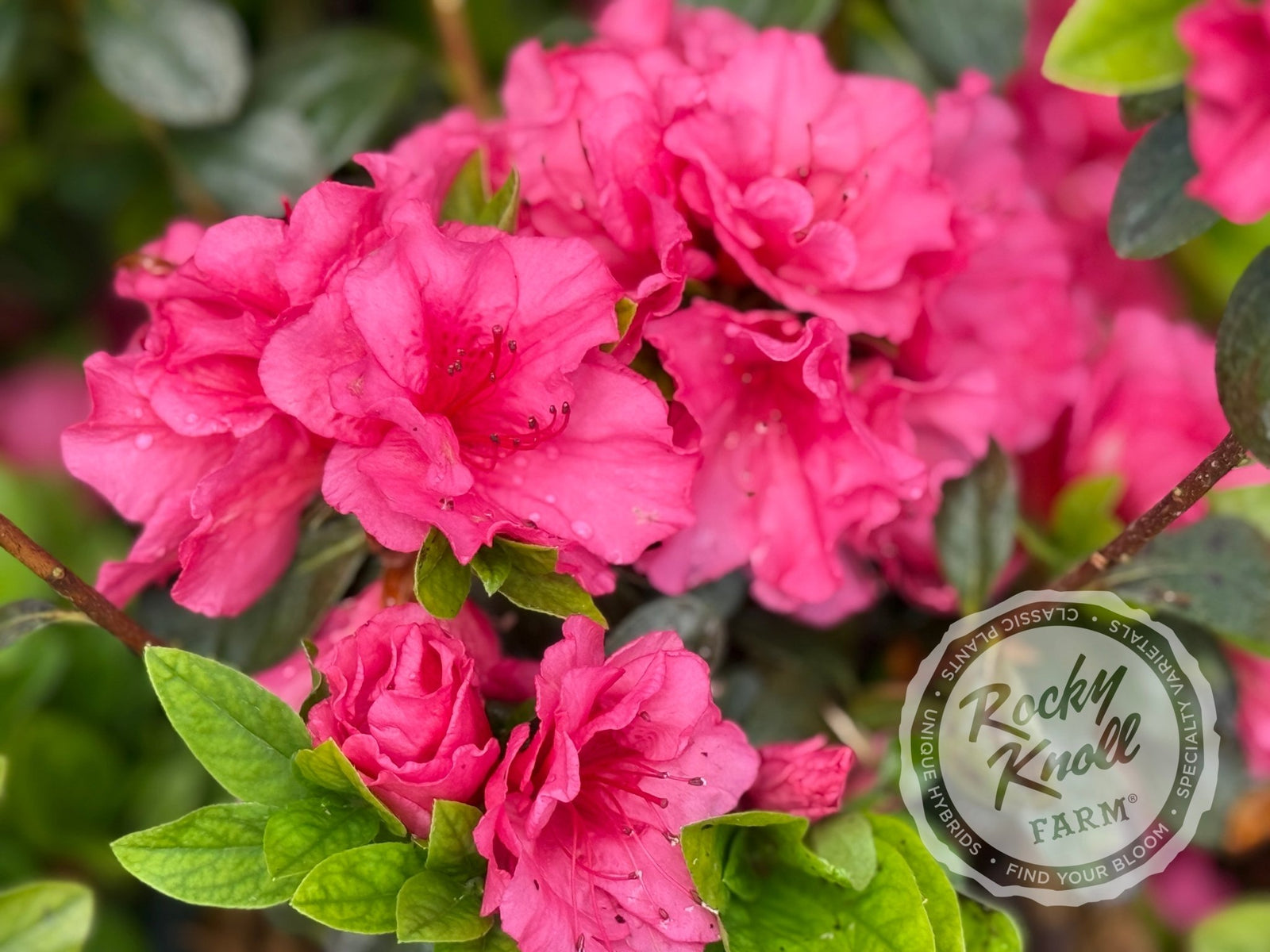 Girard's Chiara - Rocky Knoll Farm