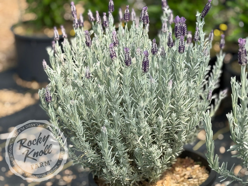 Silver Anouk Spanish Lavender plant from Rocky Knoll Farm