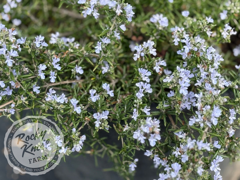 Creeping Rosemary 'Prostratus' (Rosmarinus officianalis) plant from Rocky Knoll Farm