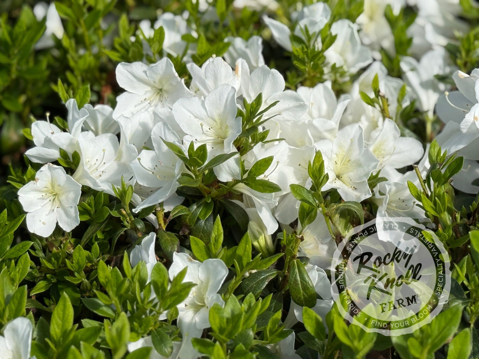 White Lace - Rocky Knoll Farm