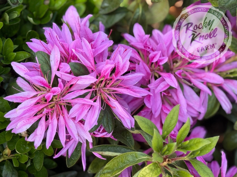 Purple Dragon plant from Rocky Knoll Farm