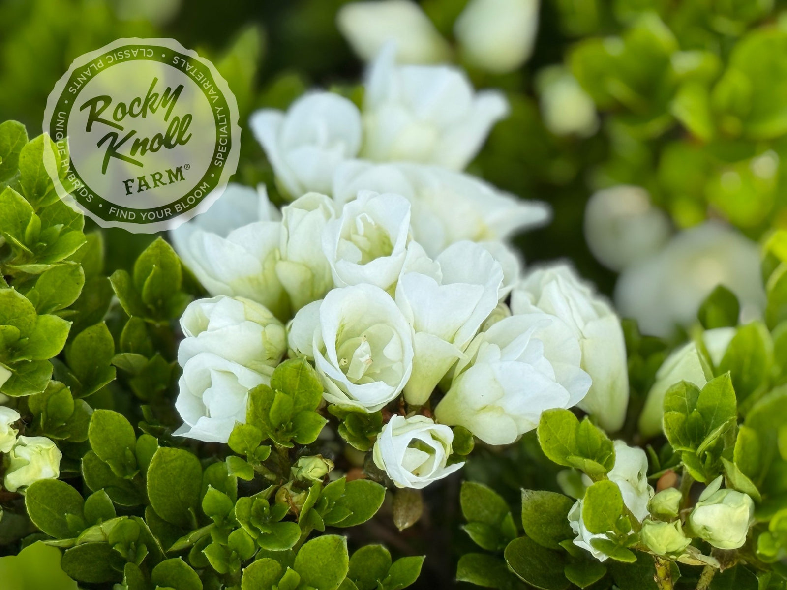 Hardy Gardenia Sport Sport - Rocky Knoll Farm