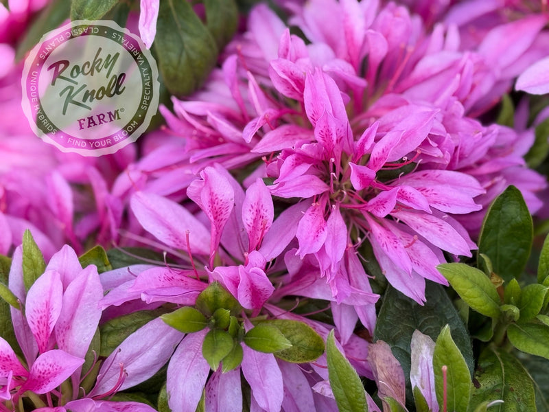 Purple Dragon plant from Rocky Knoll Farm