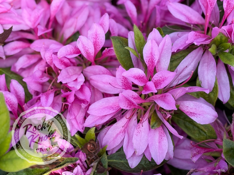 Purple Dragon plant from Rocky Knoll Farm