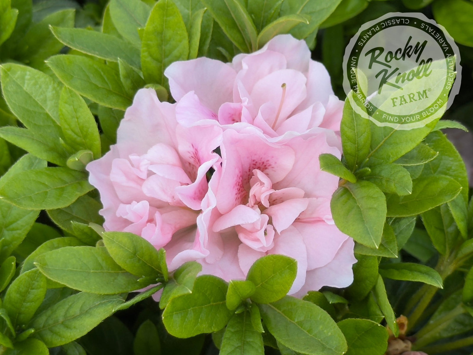 Nancy of Robinhill - Rocky Knoll Farm