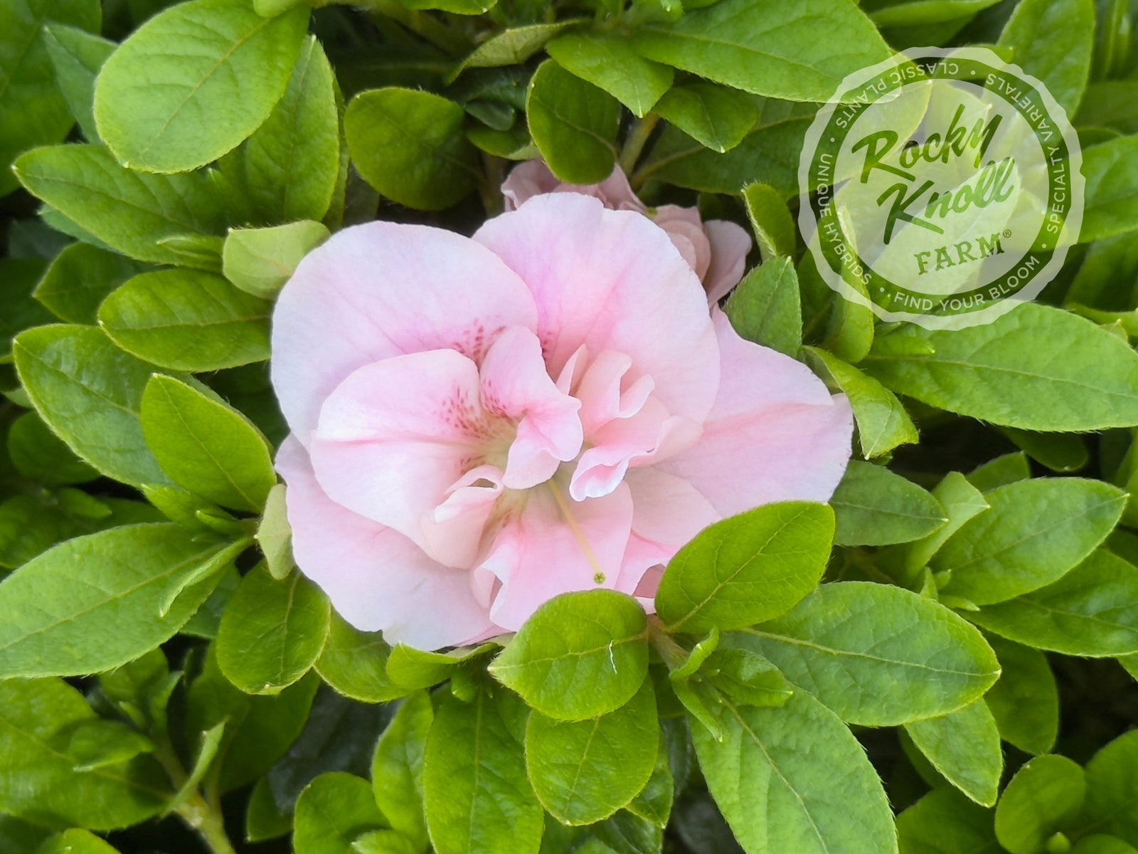 Nancy of Robinhill - Rocky Knoll Farm