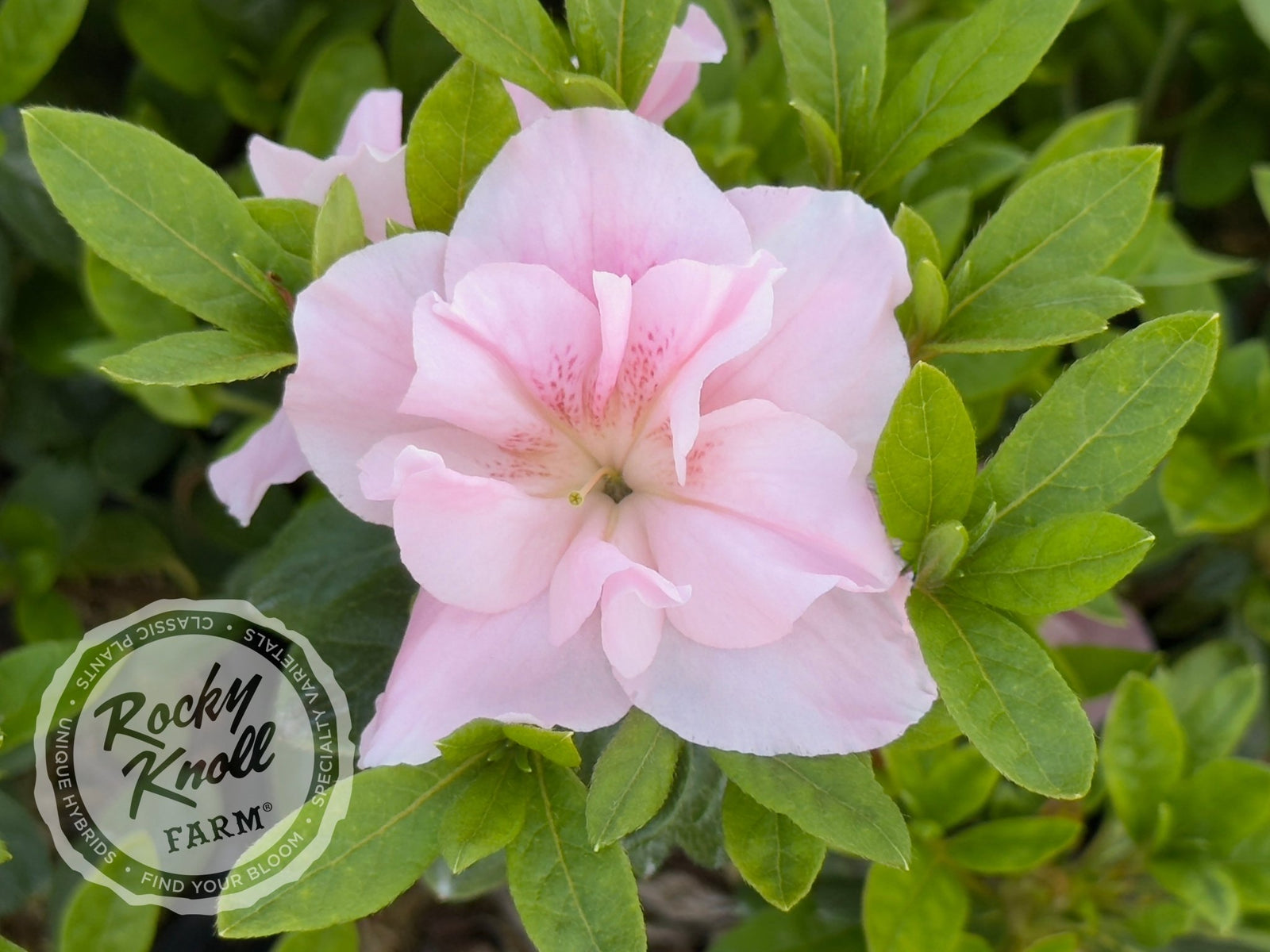Nancy of Robinhill - Rocky Knoll Farm