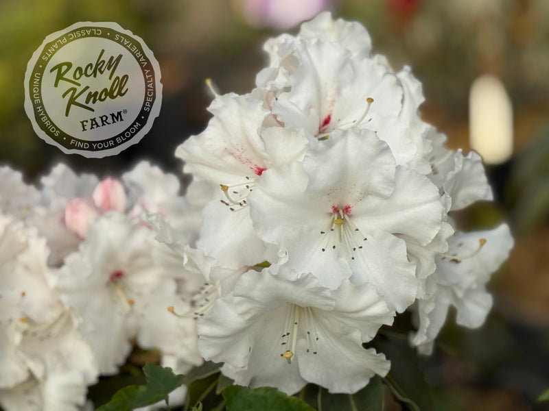 White Owl (aka Reverend Paul) plant from Rocky Knoll Farm