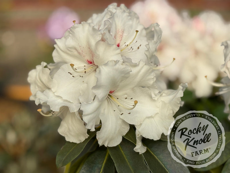 White Owl (aka Reverend Paul) plant from Rocky Knoll Farm