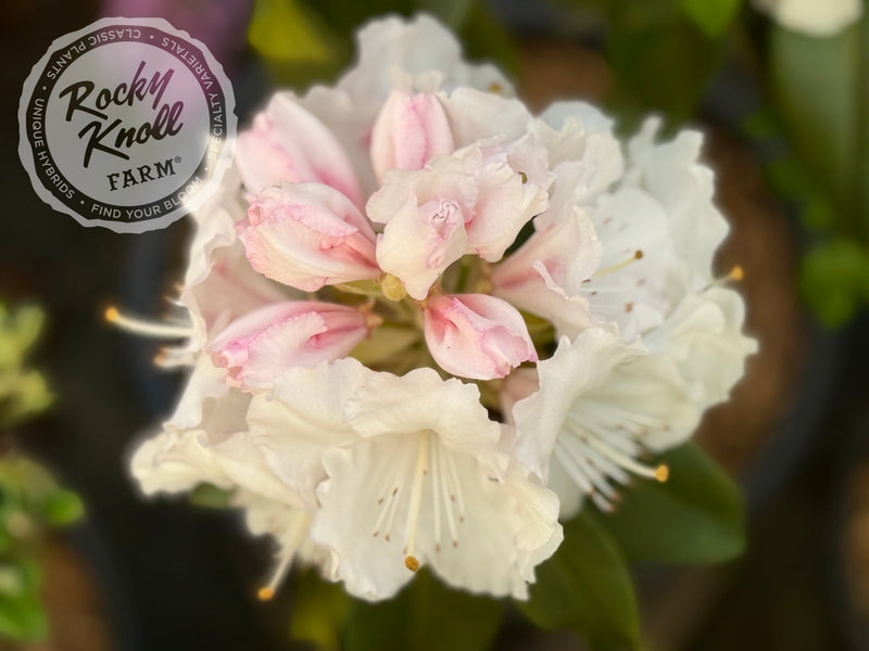 White Owl (aka Reverend Paul) plant from Rocky Knoll Farm