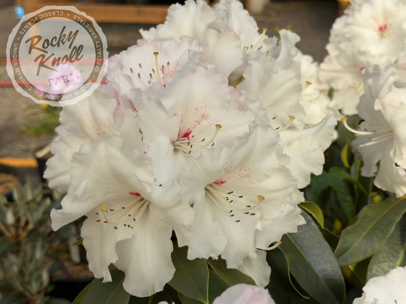 White Owl (aka Reverend Paul) plant from Rocky Knoll Farm