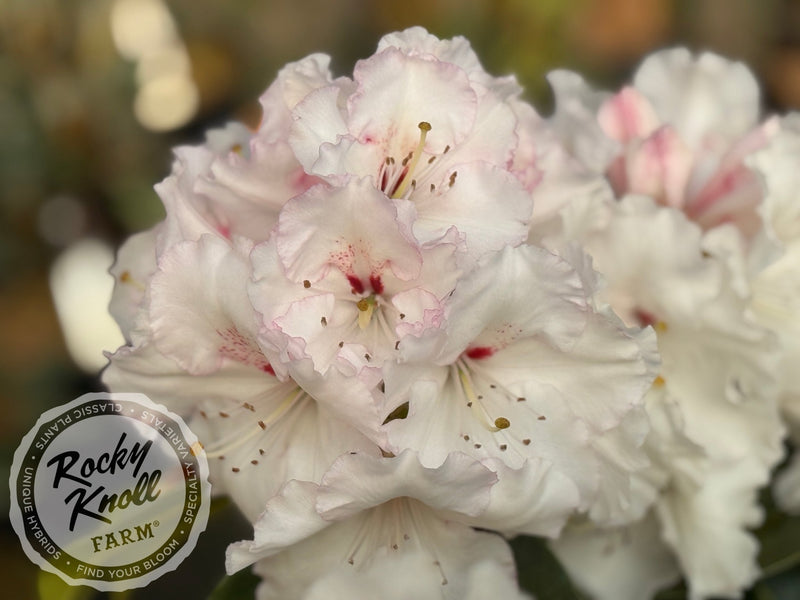 White Owl (aka Reverend Paul) plant from Rocky Knoll Farm