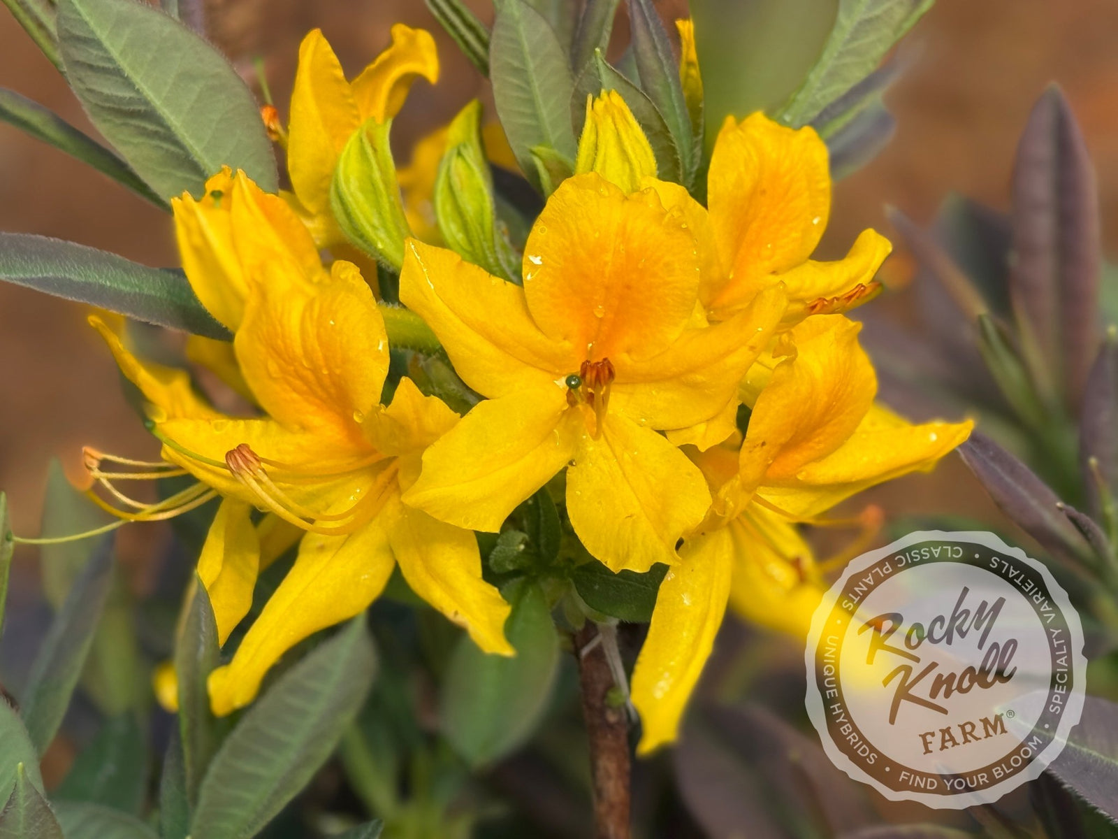 Honeysuckle azalea (Rhododondron Luteum)