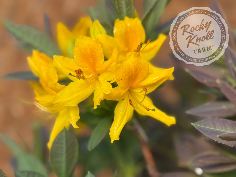 Honeysuckle azalea (Rhododondron luteum) plant from Rocky Knoll Farm