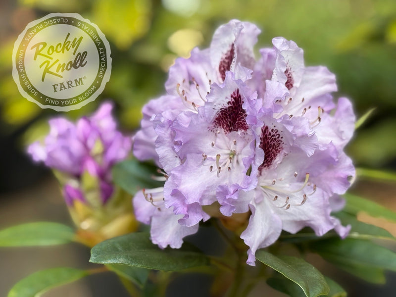 Blue Peter plant from Rocky Knoll Farm