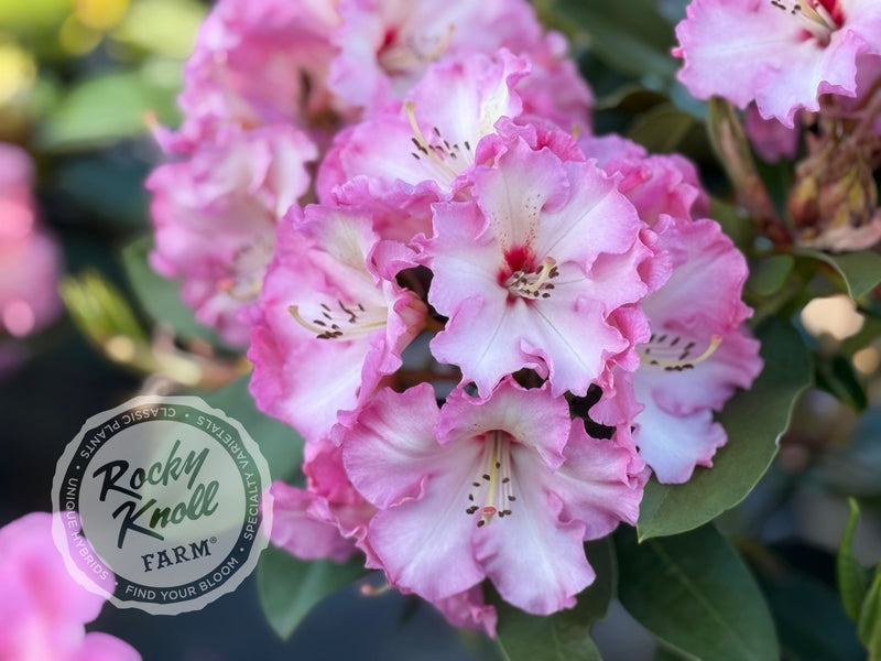 Harold Greer plant from Rocky Knoll Farm
